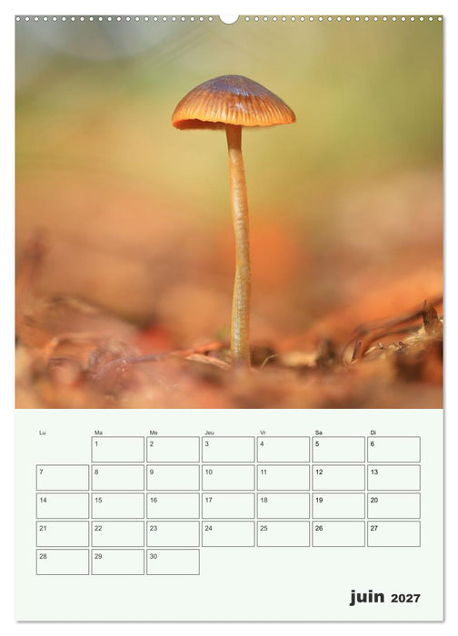 Champignons magiques - Beautés éphémères (CALVENDO Calendrier supérieur 2027)