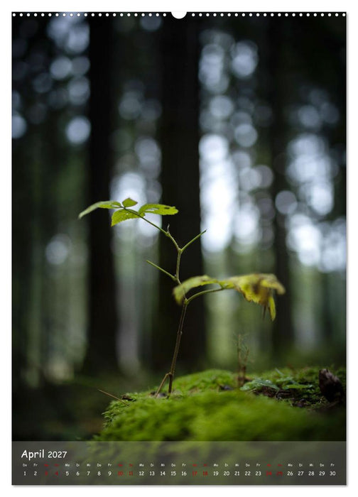 Lebensraum Wald (CALVENDO Premium Wandkalender 2027)