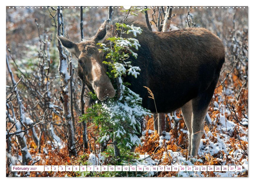 THE NORTHERN WOODLANDS MOOSE (CALVENDO Monthly Calendar 2027)