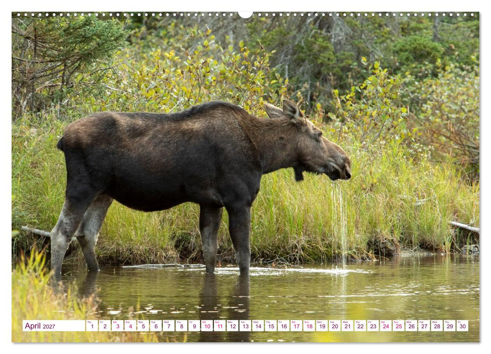THE NORTHERN WOODLANDS MOOSE (CALVENDO Monthly Calendar 2027)