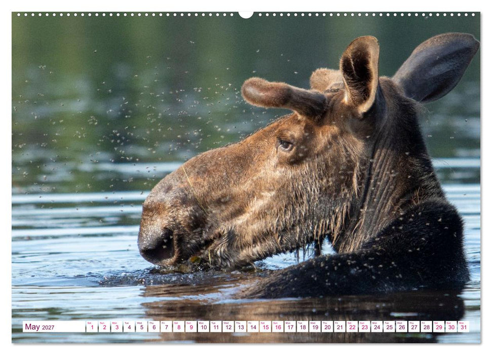 THE NORTHERN WOODLANDS MOOSE (CALVENDO Monthly Calendar 2027)
