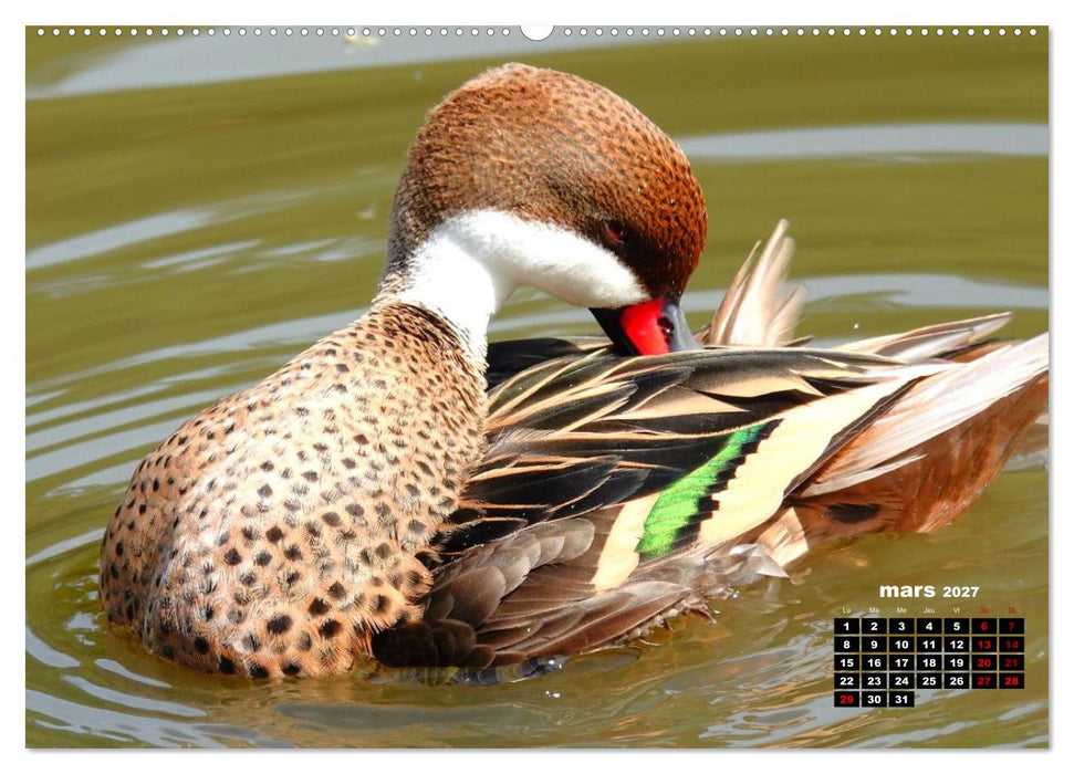 Oiseaux exotiques (CALVENDO Calendrier mensuel 2027)