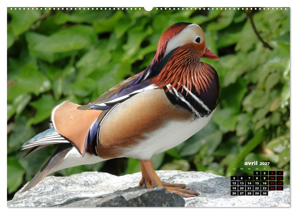 Oiseaux exotiques (CALVENDO Calendrier mensuel 2027)