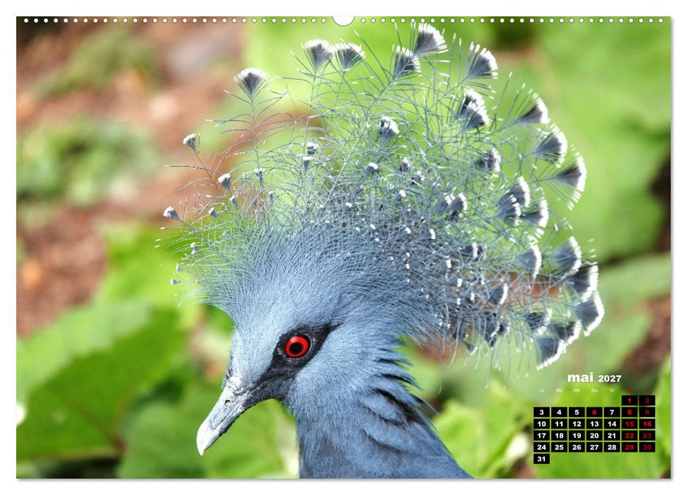 Oiseaux exotiques (CALVENDO Calendrier mensuel 2027)