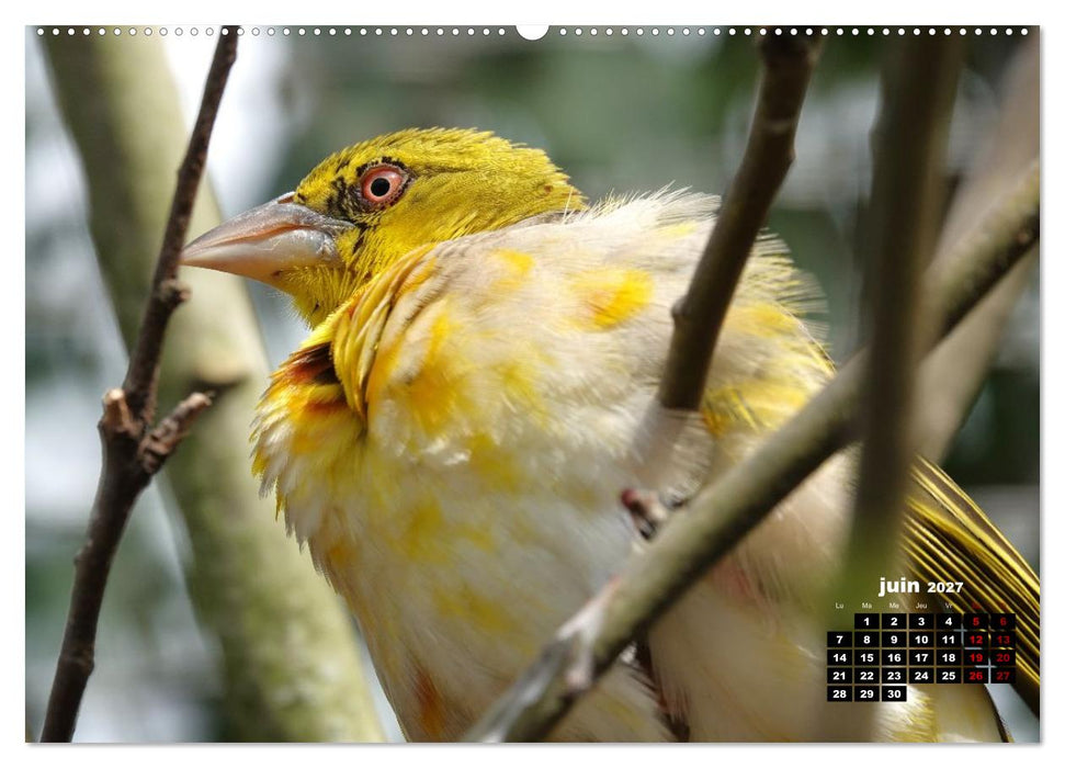 Oiseaux exotiques (CALVENDO Calendrier mensuel 2027)
