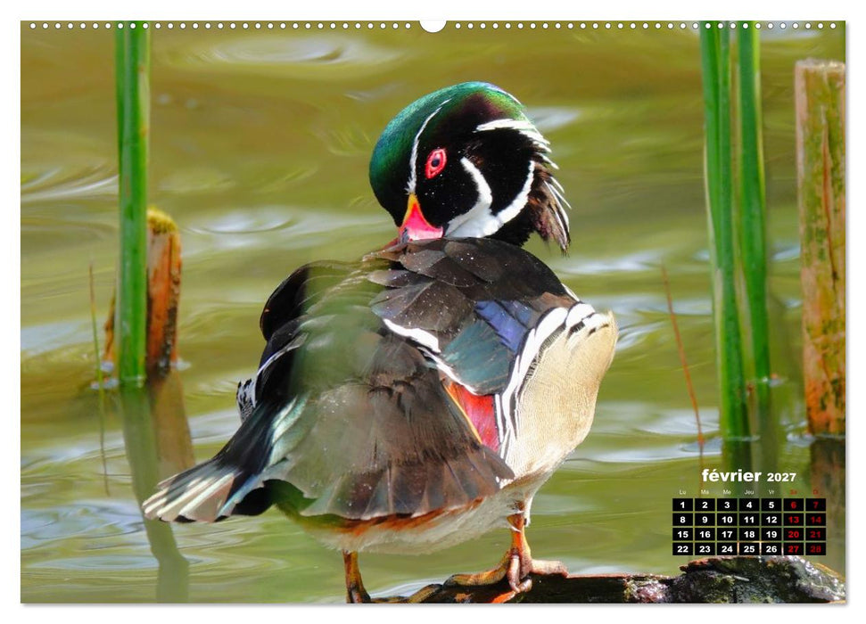 Oiseaux exotiques (CALVENDO Calendrier supérieur 2027)