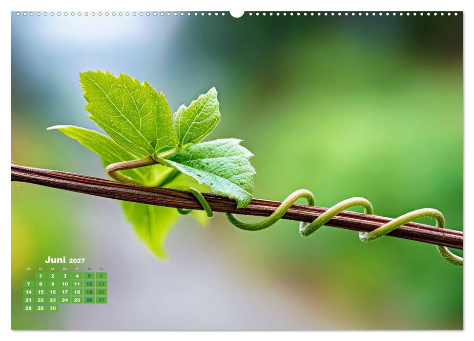 Die Welt in Grün (CALVENDO Premium Wandkalender 2027)