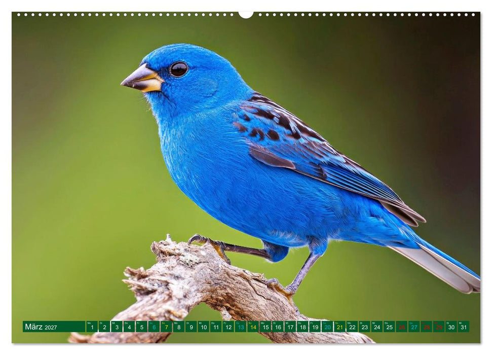Die Welt in Blau (CALVENDO Wandkalender 2027)