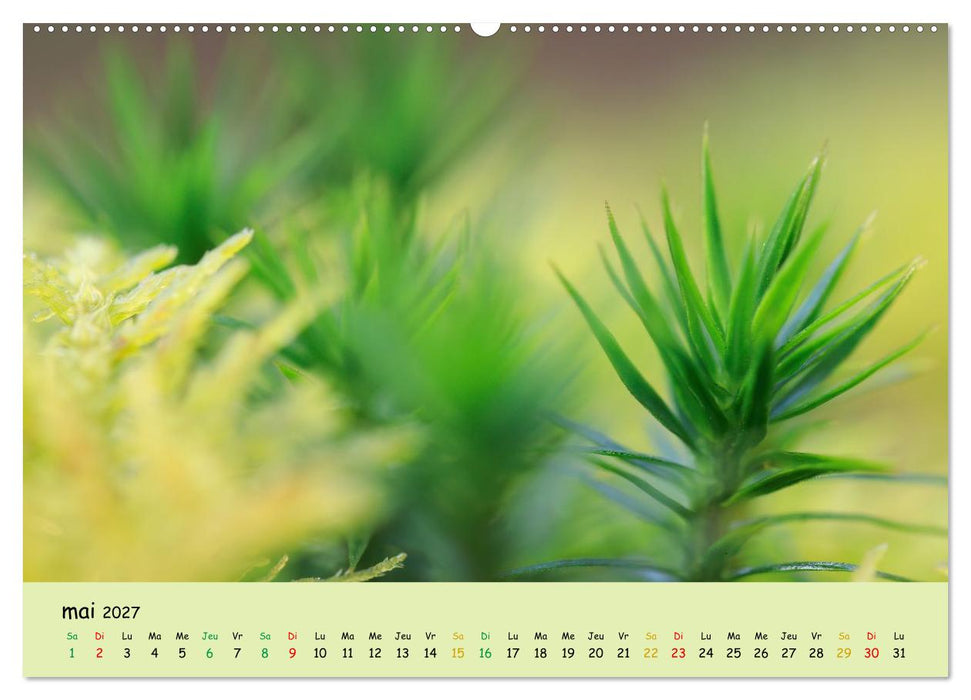 Le monde majestueux des mousses (CALVENDO Calendrier supérieur 2027)