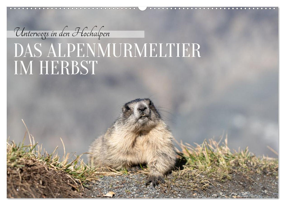 Unterwegs in den Hochalpen - Das Alpenmurmeltier im Herbst (CALVENDO Wandkalender 2027)