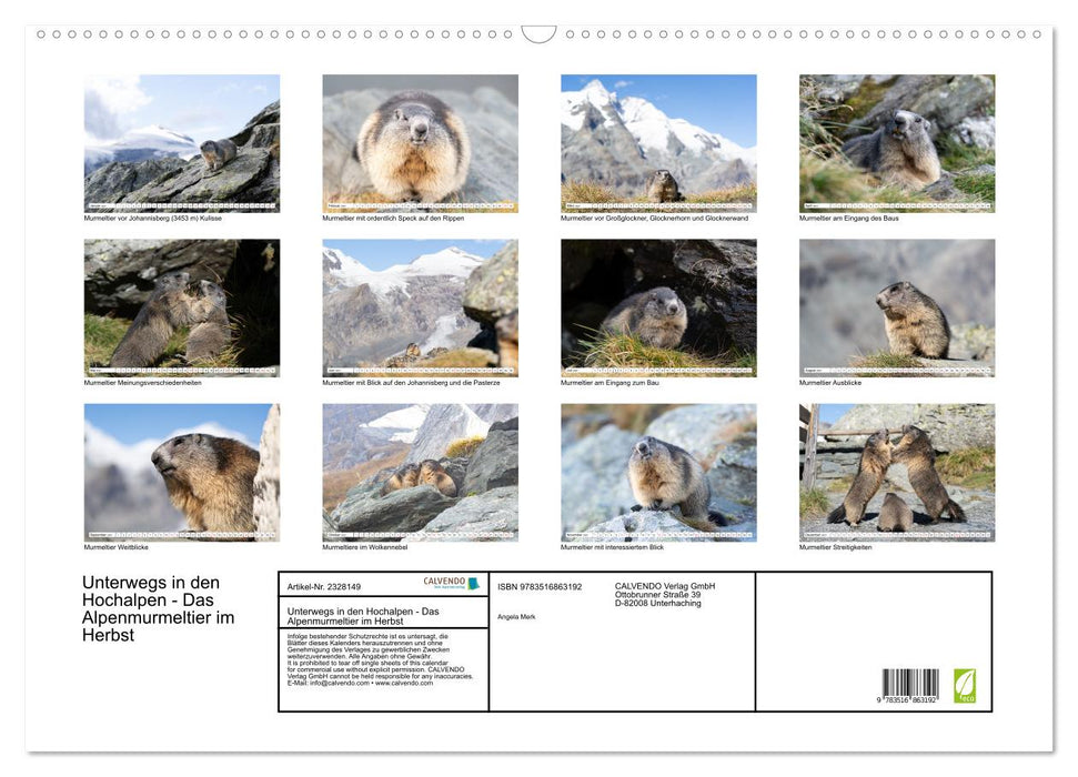 Unterwegs in den Hochalpen - Das Alpenmurmeltier im Herbst (CALVENDO Wandkalender 2027)