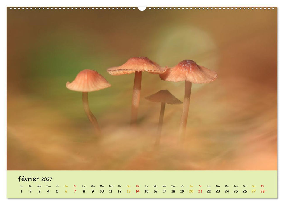 Champignons tout en couleurs (CALVENDO Calendrier supérieur 2027)
