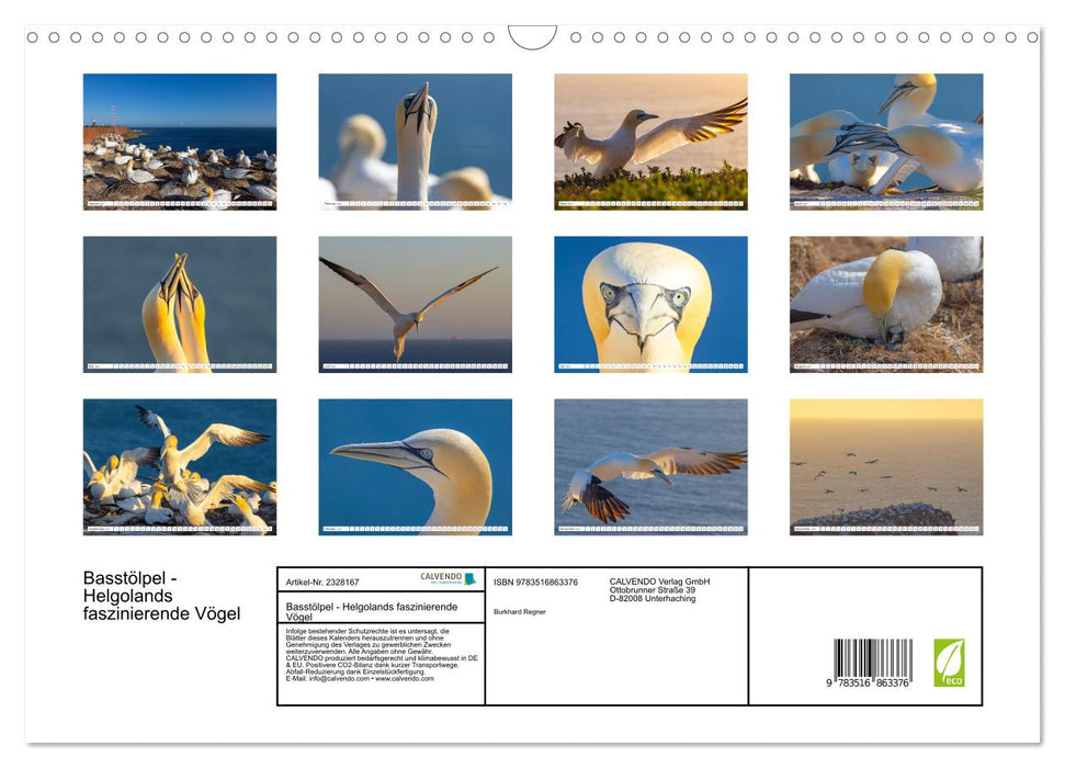 Basstölpel - Helgolands faszinierende Vögel (CALVENDO Wandkalender 2027)