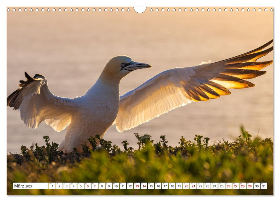 Basstölpel - Helgolands faszinierende Vögel (CALVENDO Wandkalender 2027)