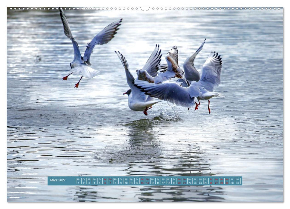 Möwen Piraten der Lüfte (CALVENDO Premium Wandkalender 2027)