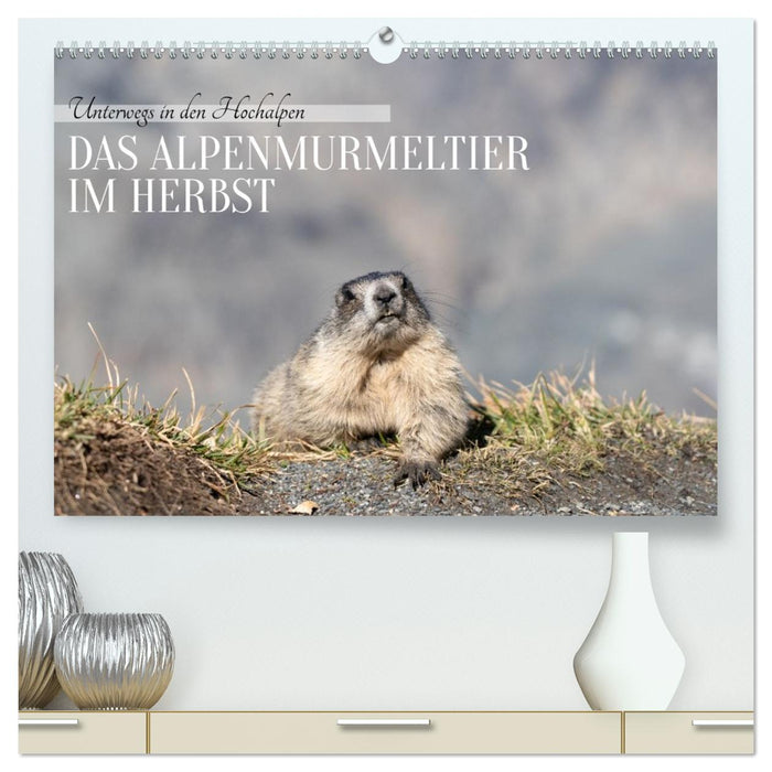 Unterwegs in den Hochalpen - Das Alpenmurmeltier im Herbst (CALVENDO Premium Wandkalender 2027)