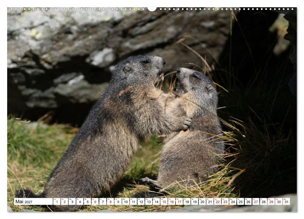 Unterwegs in den Hochalpen - Das Alpenmurmeltier im Herbst (CALVENDO Premium Wandkalender 2027)