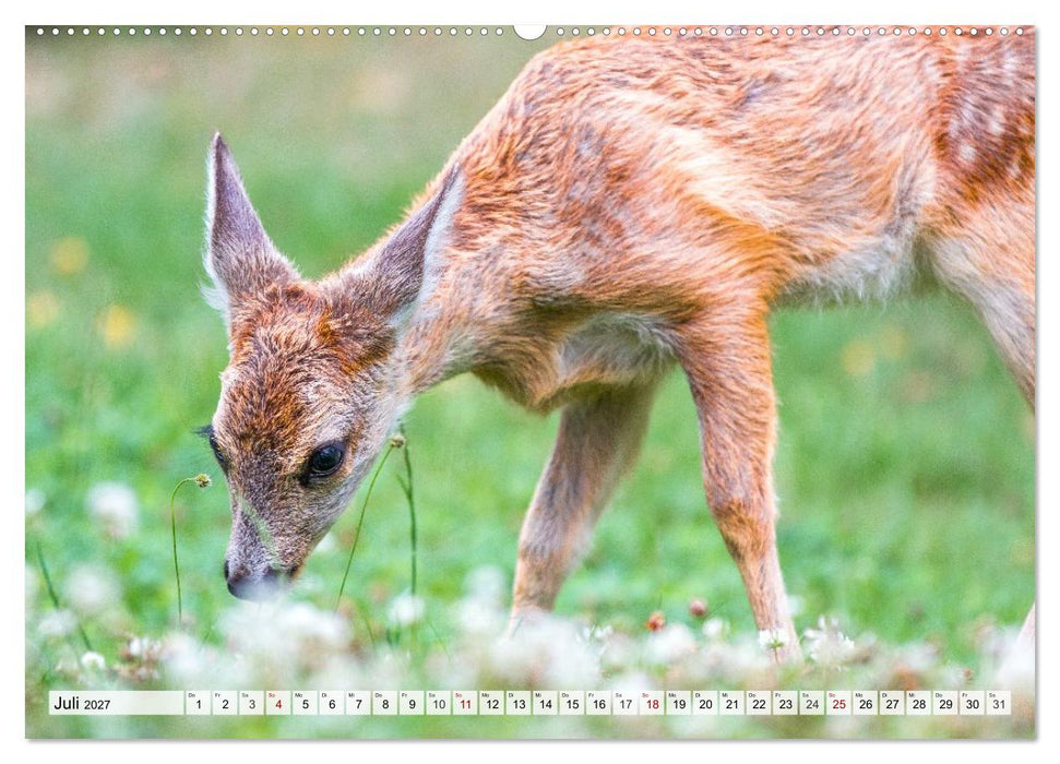 Rehe - Sanfte Waldbewohner (CALVENDO Premium Wandkalender 2027)