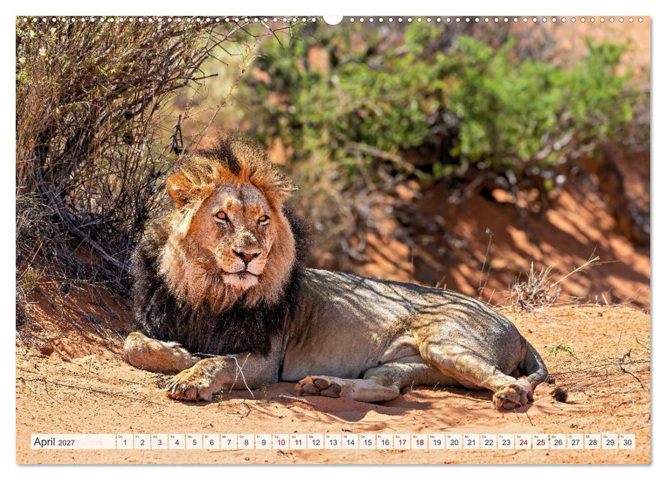 Afrikas Tierwelt - Löwen (CALVENDO Wandkalender 2027)