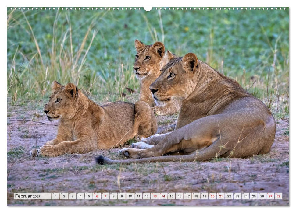 Afrikas Tierwelt - Löwen (CALVENDO Premium Wandkalender 2027)
