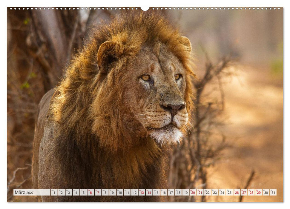 Afrikas Tierwelt - Löwen (CALVENDO Premium Wandkalender 2027)