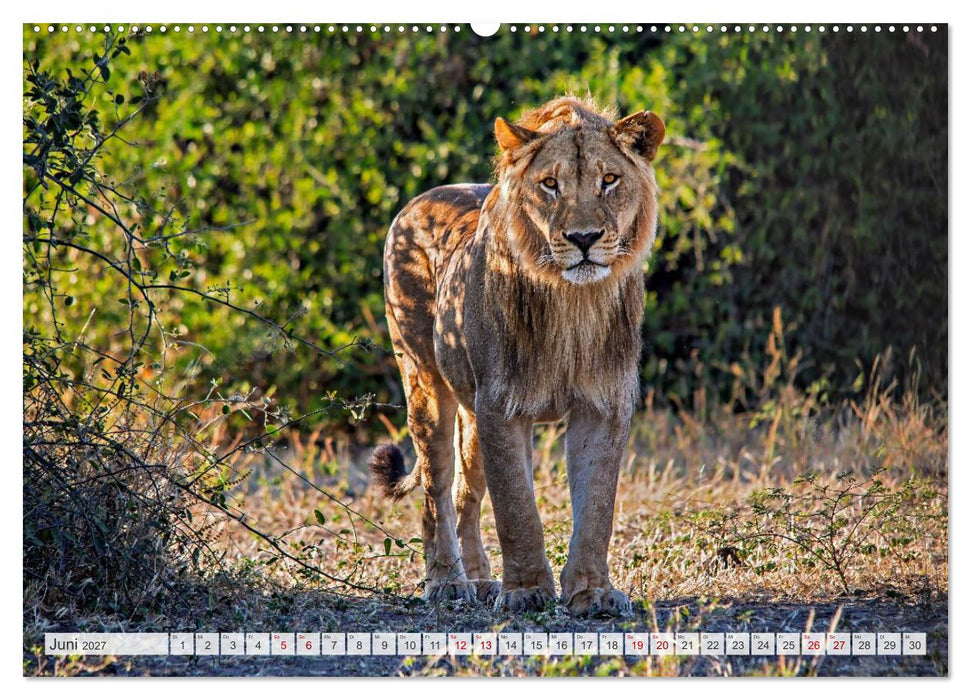 Afrikas Tierwelt - Löwen (CALVENDO Premium Wandkalender 2027)