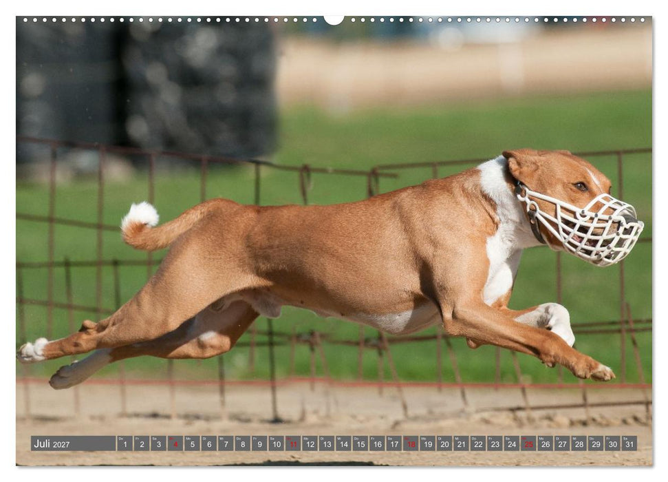 Eine Reise in die Welt der Basenjis (CALVENDO Premium Wandkalender 2027)