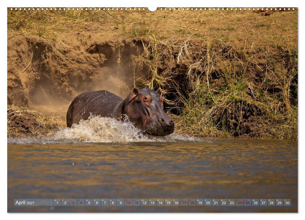 Hippos - Gefährliche Giganten (CALVENDO Wandkalender 2027)