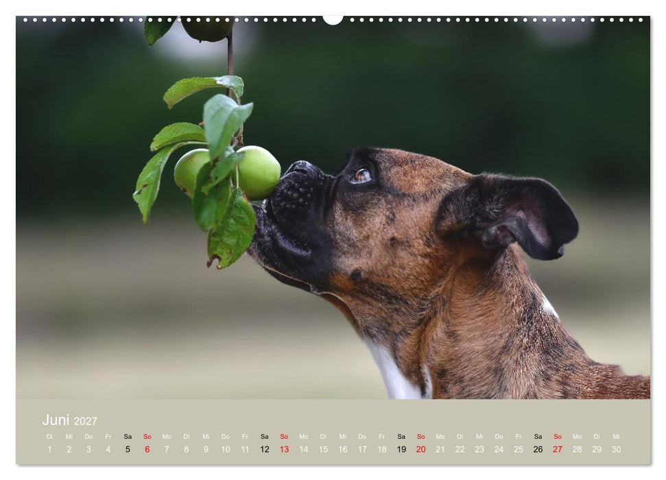 Boxer - charmante Herzensbrecher (CALVENDO Wandkalender 2027)