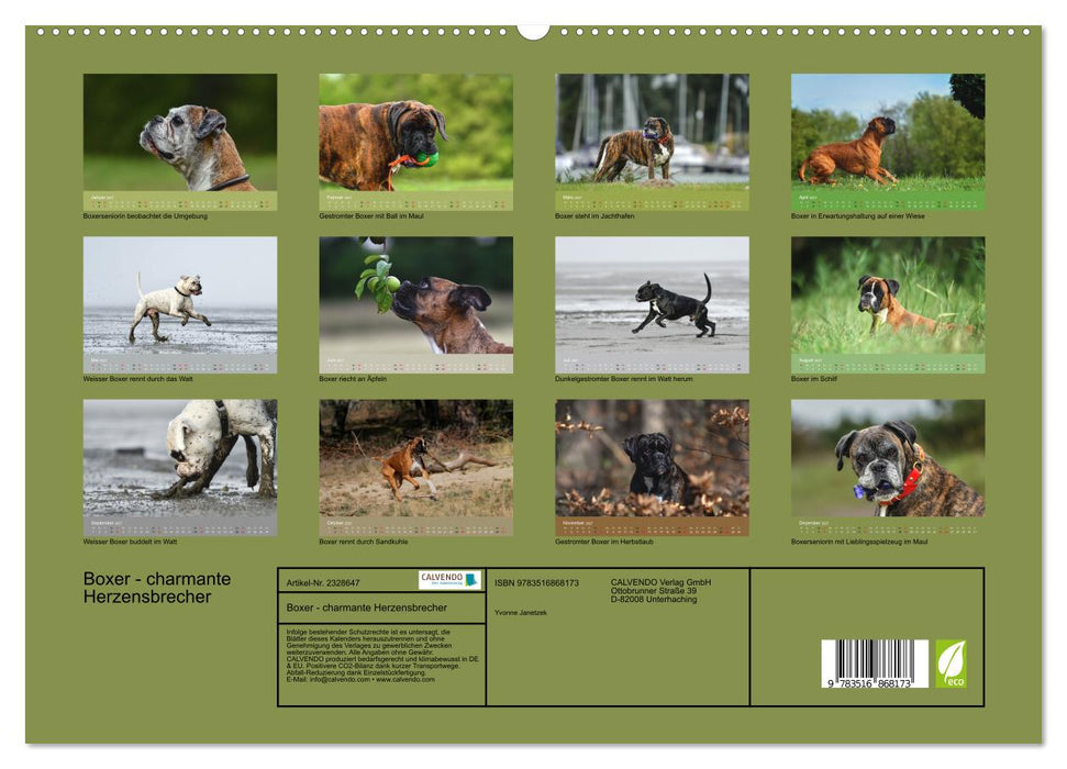 Boxer - charmante Herzensbrecher (CALVENDO Premium Wandkalender 2027)