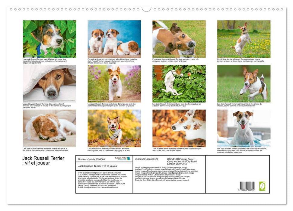 Jack Russell Terrier : vif et joueur (CALVENDO Calendrier mensuel 2027)