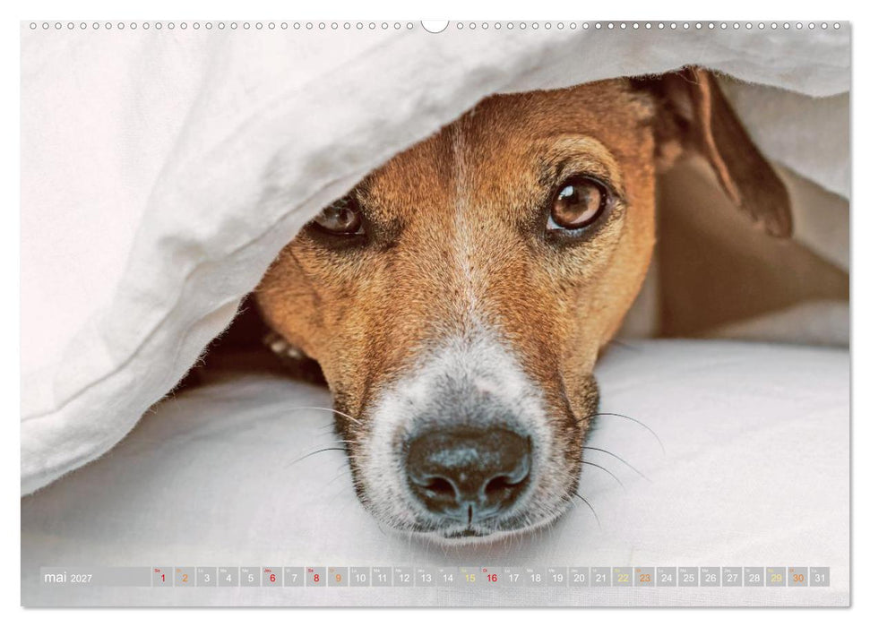 Jack Russell Terrier : vif et joueur (CALVENDO Calendrier mensuel 2027)