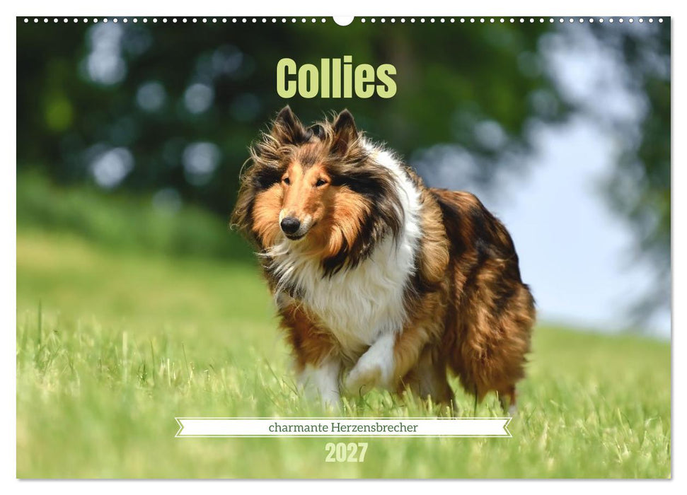 Collies - charmante Herzensbrecher (CALVENDO Wandkalender 2027)