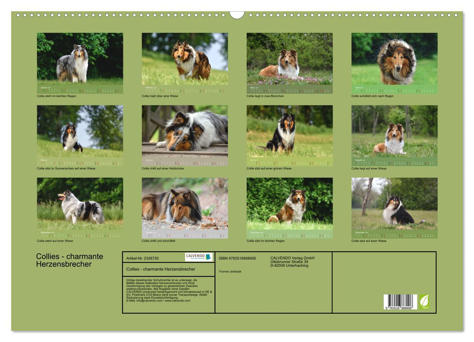 Collies - charmante Herzensbrecher (CALVENDO Wandkalender 2027)