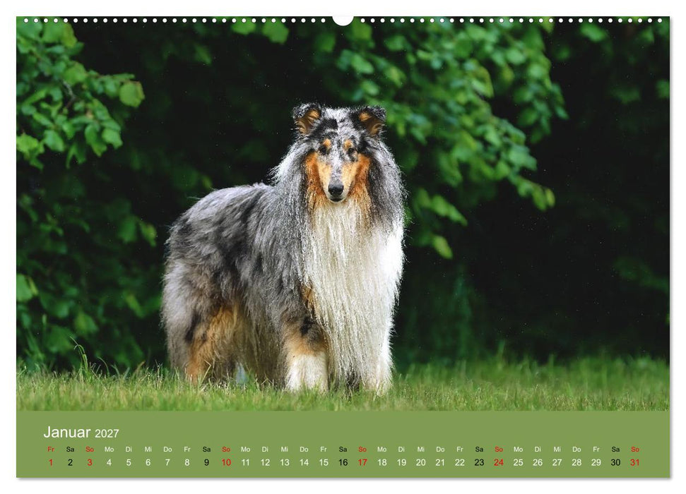 Collies - charmante Herzensbrecher (CALVENDO Wandkalender 2027)