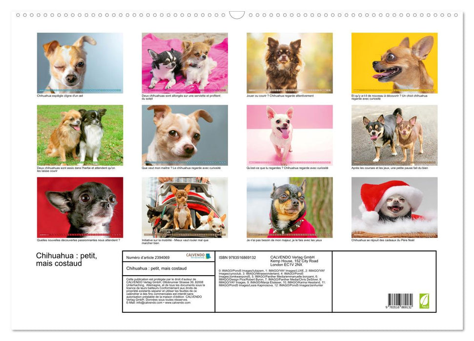 Chihuahua : petit, mais costaud (CALVENDO Calendrier mensuel 2027)