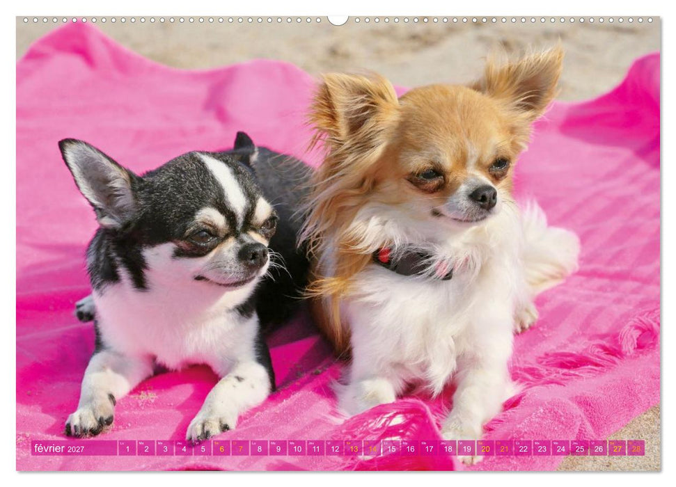 Chihuahua : petit, mais costaud (CALVENDO Calendrier mensuel 2027)
