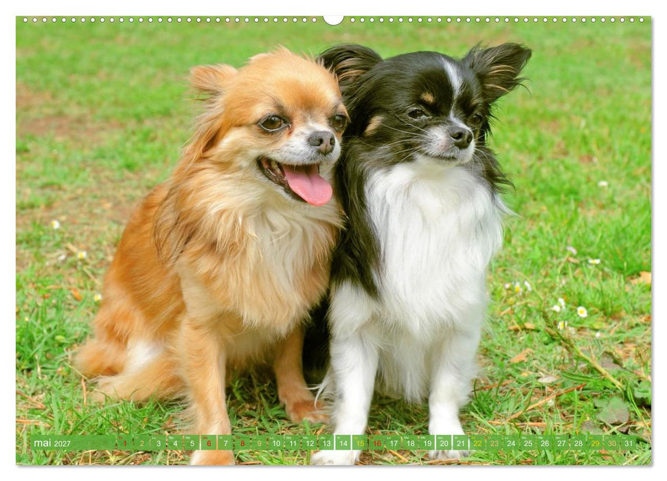 Chihuahua : petit, mais costaud (CALVENDO Calendrier mensuel 2027)