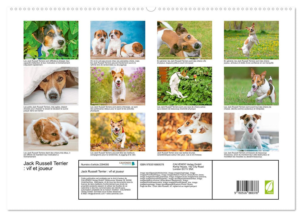 Jack Russell Terrier : vif et joueur (CALVENDO Calendrier supérieur 2027)