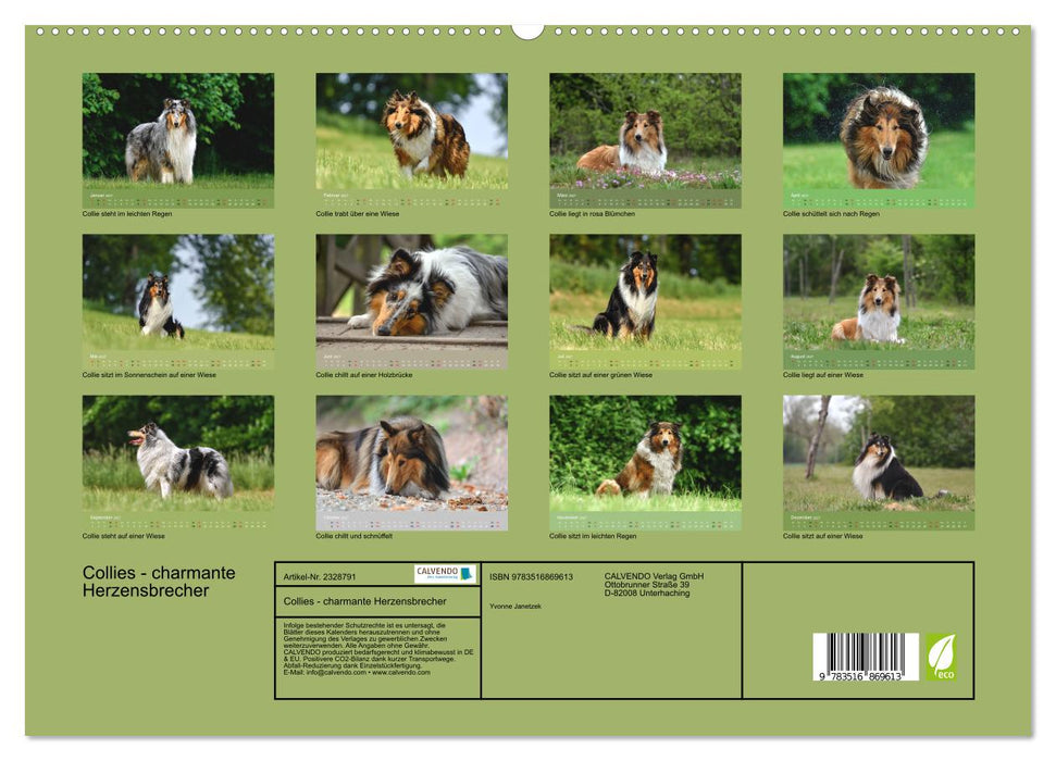 Collies - charmante Herzensbrecher (CALVENDO Premium Wandkalender 2027)