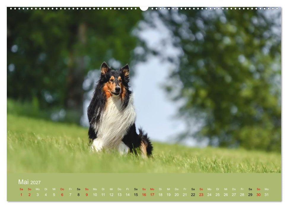 Collies - charmante Herzensbrecher (CALVENDO Premium Wandkalender 2027)