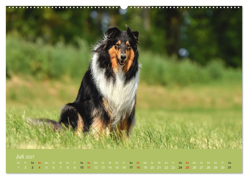 Collies - charmante Herzensbrecher (CALVENDO Premium Wandkalender 2027)