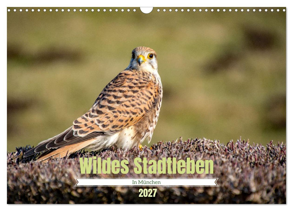 Wildes Stadtleben in München (CALVENDO Wandkalender 2027)