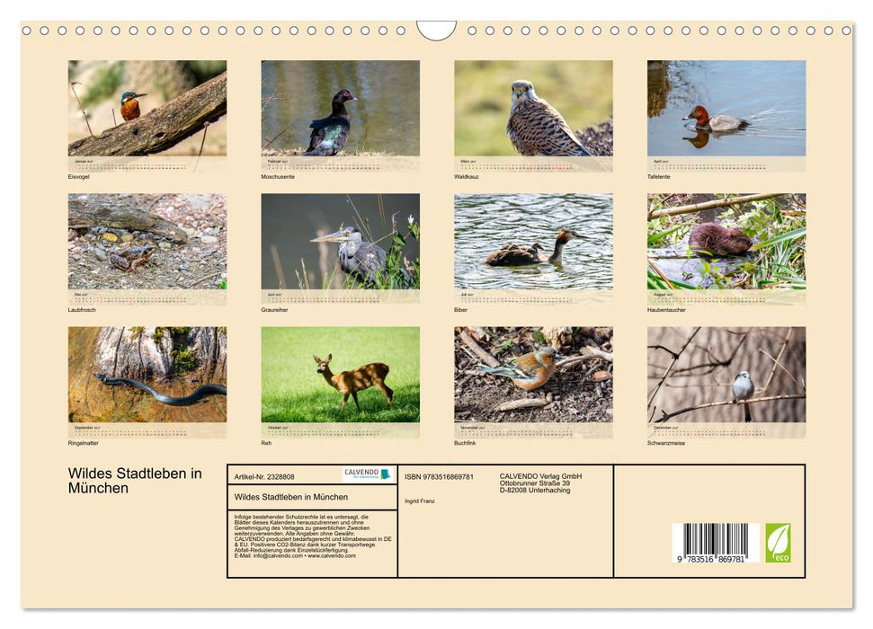 Wildes Stadtleben in München (CALVENDO Wandkalender 2027)