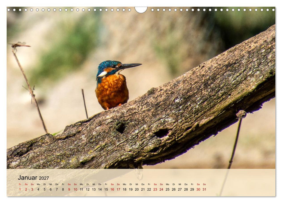 Wildes Stadtleben in München (CALVENDO Wandkalender 2027)
