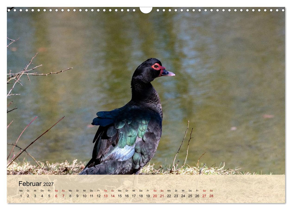 Wildes Stadtleben in München (CALVENDO Wandkalender 2027)