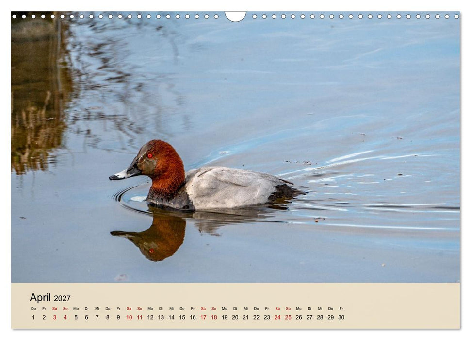 Wildes Stadtleben in München (CALVENDO Wandkalender 2027)