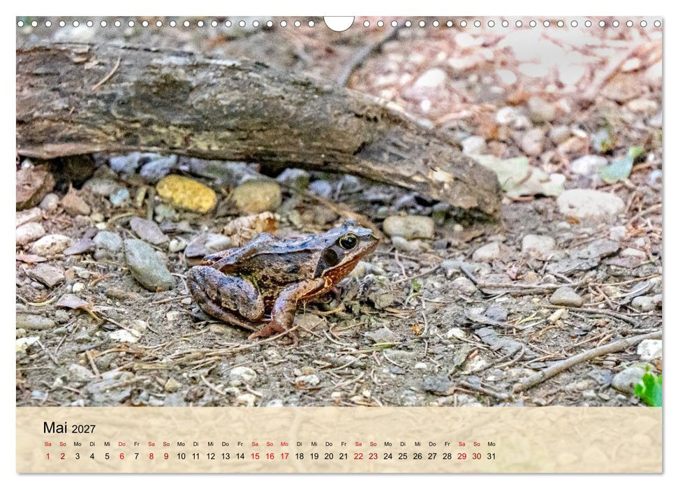 Wildes Stadtleben in München (CALVENDO Wandkalender 2027)