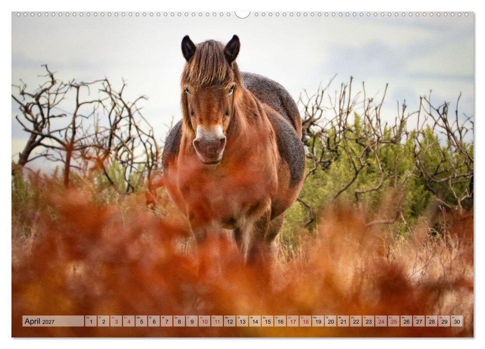Wildperde - die Magie der Natur (CALVENDO Wandkalender 2027)
