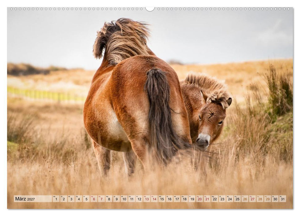 Wildperde - die Magie der Natur (CALVENDO Premium Wandkalender 2027)